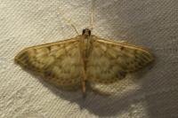 Patania ruralis