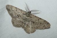 Peribatodes rhomboidaria