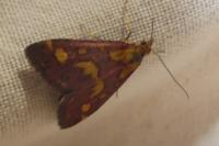 Pyrausta purpuralis