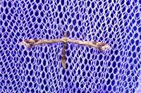 Amblyptilia acanthadactyla