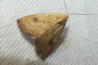 Rivula sericealis