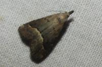 Schrankia taenialis