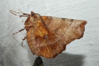 Selenia dentaria