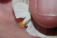 Sphrageidus similis