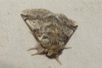 Thaumetopoea processionea