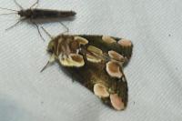 Thyatira batis