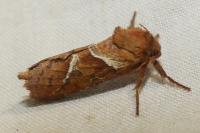 Triodia sylvina