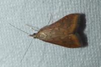 Udea ferrugalis