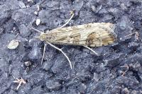 Nomophila noctuella