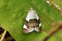 Acontia lucida