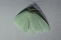 Hemistola chrysoprasaria