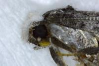 Paraswammerdamia nebulella