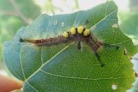Orgyia antiqua