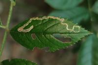 Stigmella anomalella