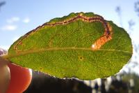 Stigmella salicis
