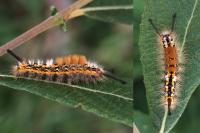 Orgyia recens