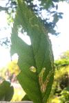 Stigmella anomalella
