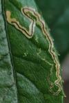 Stigmella anomalella