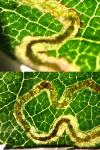 Stigmella anomalella