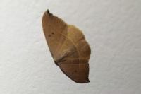 Watsonalla uncinula
