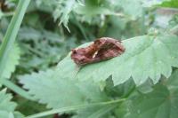 Chrysodeixis chalcites