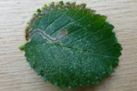 Stigmella lemniscella