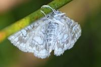 Elophila nymphaeata