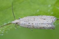 Bactra