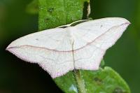 Timandra comae