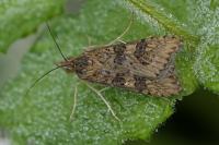 Nomophila noctuella