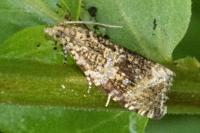 Celypha lacunana