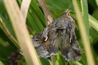 Autographa gamma