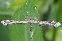 Amblyptilia acanthadactyla