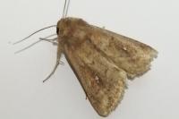 Mythimna ferrago