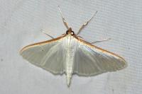 Palpita vitrealis