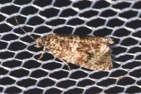 Celypha lacunana