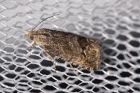Cydia splendana