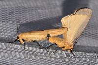 Lithosia quadra