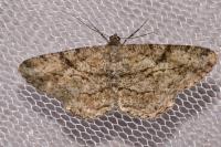Peribatodes rhomboidaria