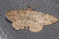 Hypomecis punctinalis