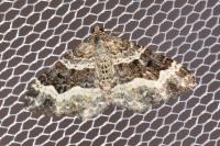 Epirrhoe alternata