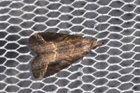 Schrankia costaestrigalis