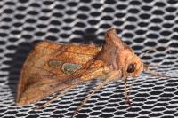 Plusia festucae