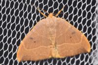 Watsonalla binaria