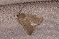 Hoplodrina ambigua