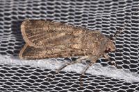 Agrotis segetum