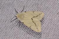 Spilarctia lutea
