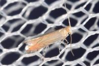 Phyllonorycter quercifoliella