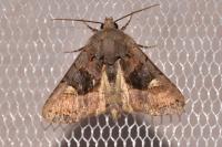 Euplexia lucipara