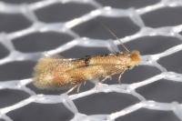 Bucculatrix ulmella